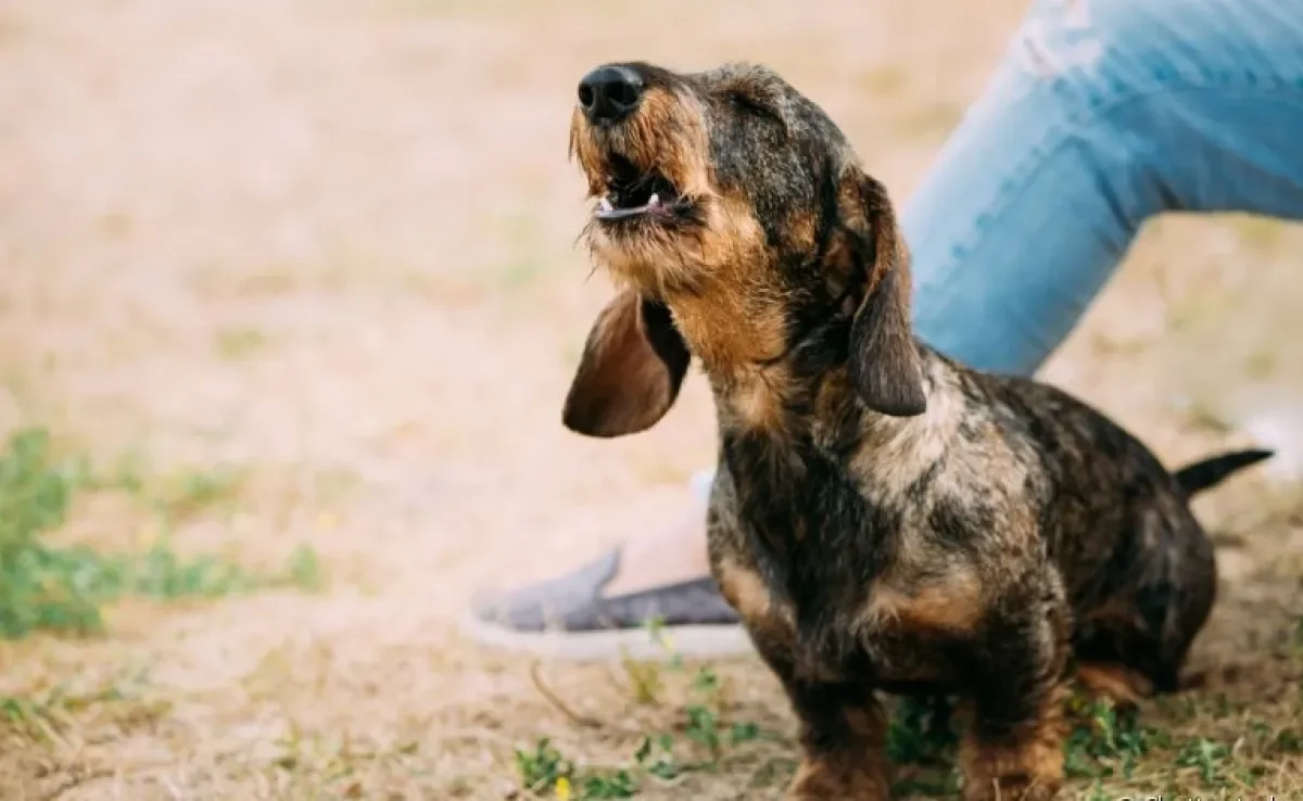 Descubra as razões para os latidos em excesso do seu cachorrinho