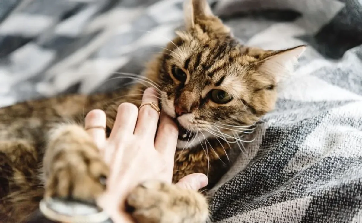 Saiba o que fazer se o seu gato morde muito
