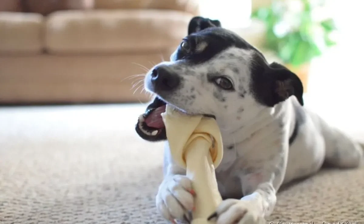 Saiba quais cuidados deve-se ter ao oferecer ossos para os cachorros