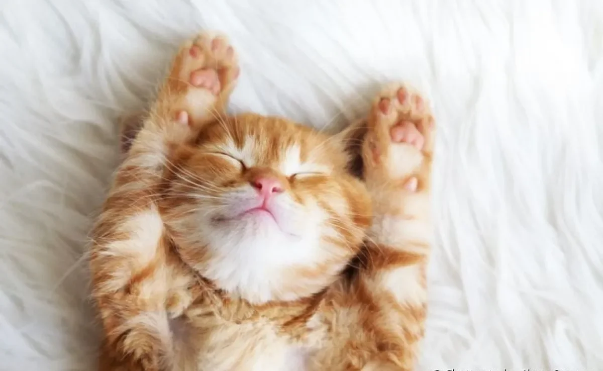 Sabia que os gatos dormem entre 12 e 16 horas por dia?