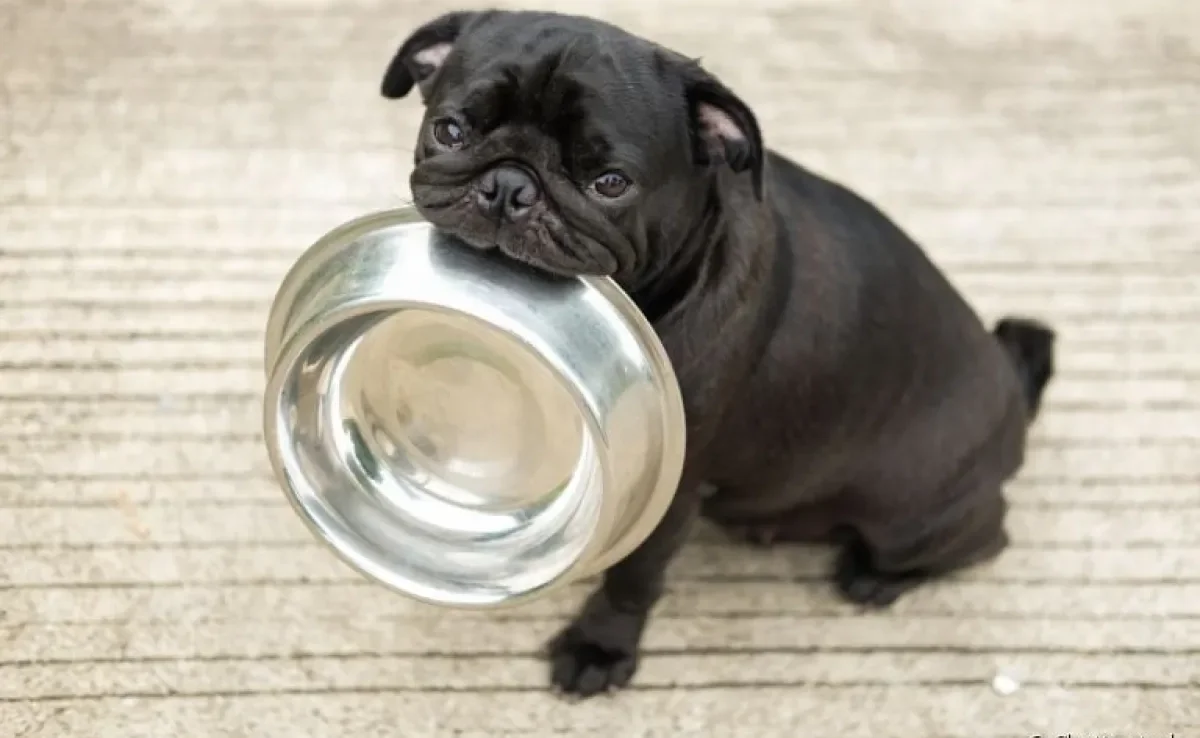 Descubra todos os detalhes sobre a alimentação do seu cachorro filhote