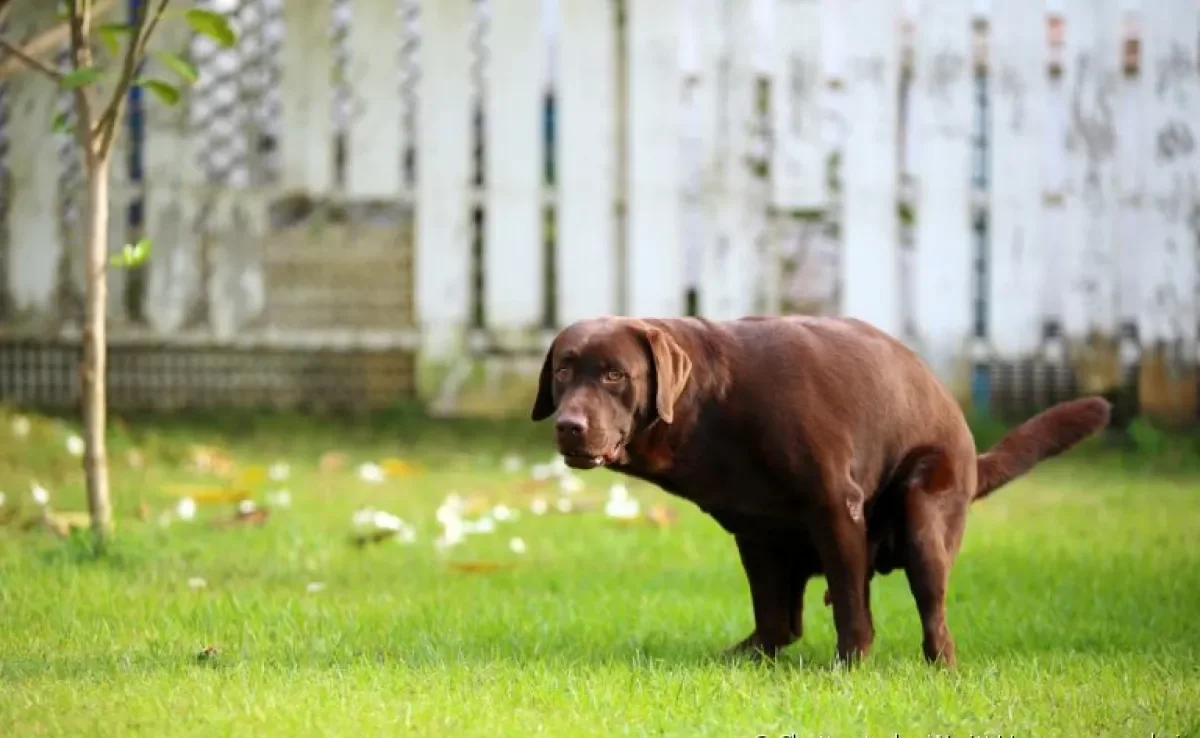 Veja o que pode significar sangue nas fezes do seu cachorro