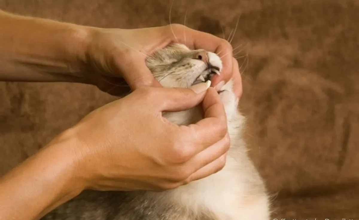 Veja dicas de como dar vermífugo para gatos