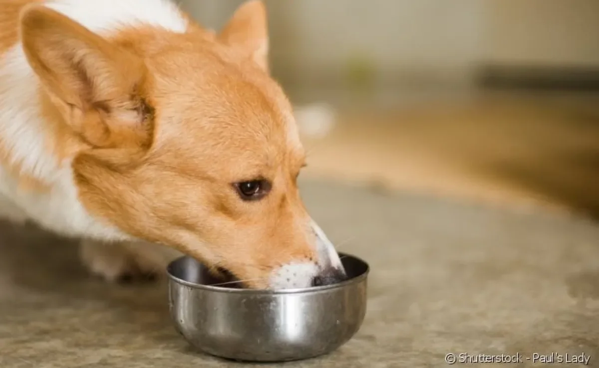 Veja as vantagens e desvantagens de oferecer alimentação natural ao seu cachorro