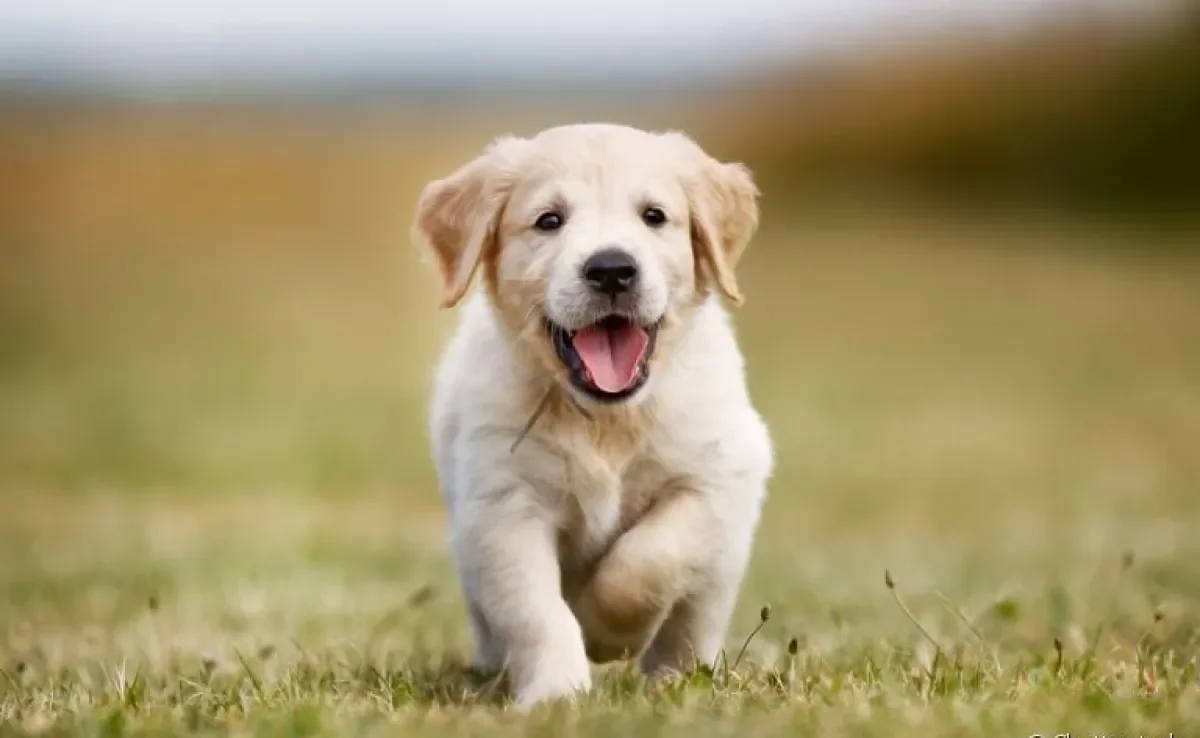 Descubra tudo sobre a adaptação e o dia a dia dos filhotes de cachorro