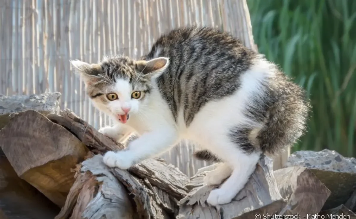 O motivo por que gato tem medo de pepino tem a ver com a semelhança com cobras