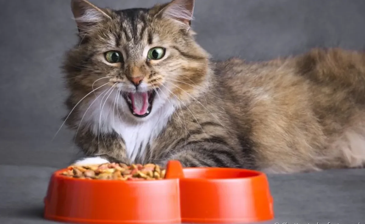 Saiba qual a ração ideal para o seu gato