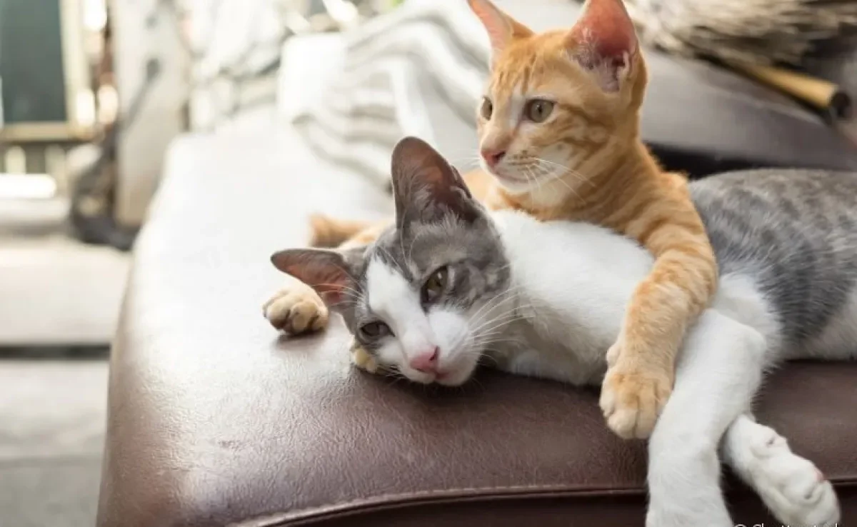 Confira dicas de como adaptar um segundo gatinho em casa e descubra 4 motivos pelos quais é melhor ter 2 bichinhos que 1 só