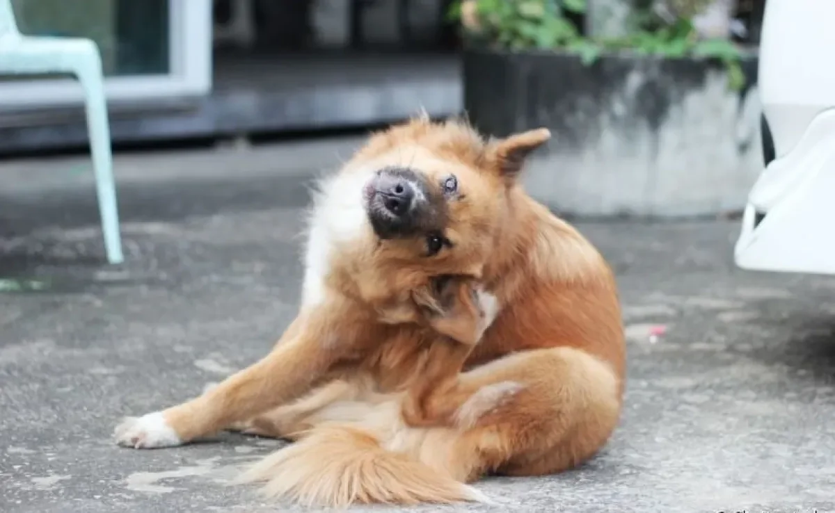 Descubra quais são as diferentes razões para o coça coça na orelha dos cachorros