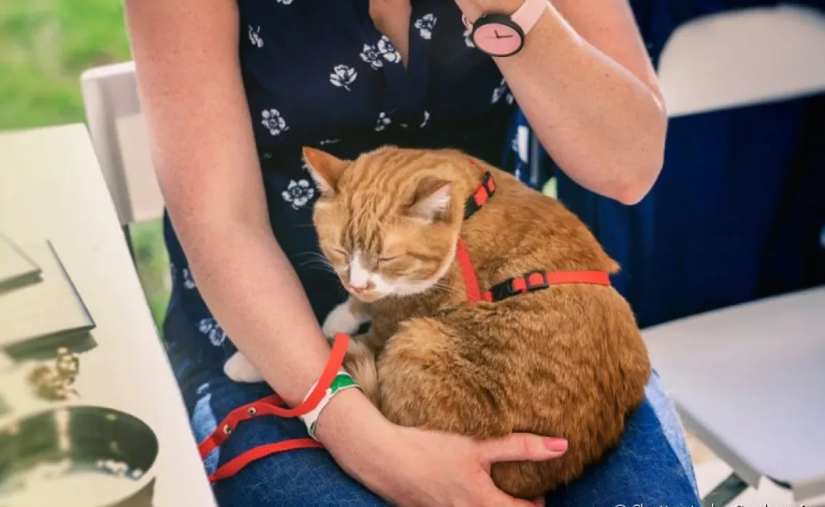 Adotar gatinhos é uma boa ideia, mas há diferença entre receber um filhote e um animal adulto em casa. Saiba mais sobre elas.