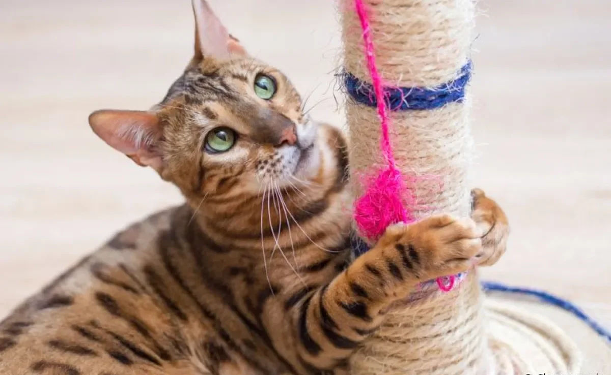 Arranhar é um hábito da natureza dos gatos