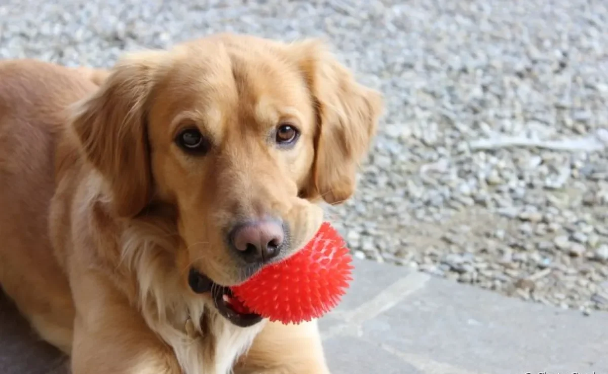 O brinquedo barato e favorito de todos os cachorros: as bolinhas!