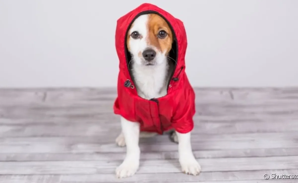 Veja como você pode evitar que o seu cachorro sinta muito frio