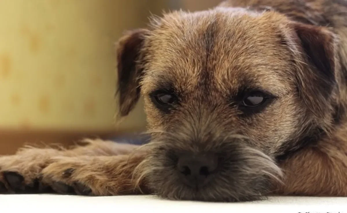 Descubra os sinais que demonstram que o seu cachorro está triste!
