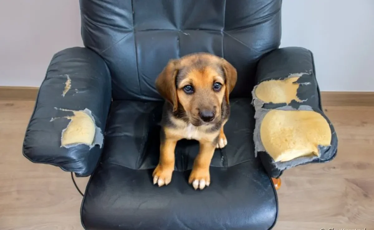 Descubra diferentes formas de fazer o seu cachorro parar de roer os móveis de casa