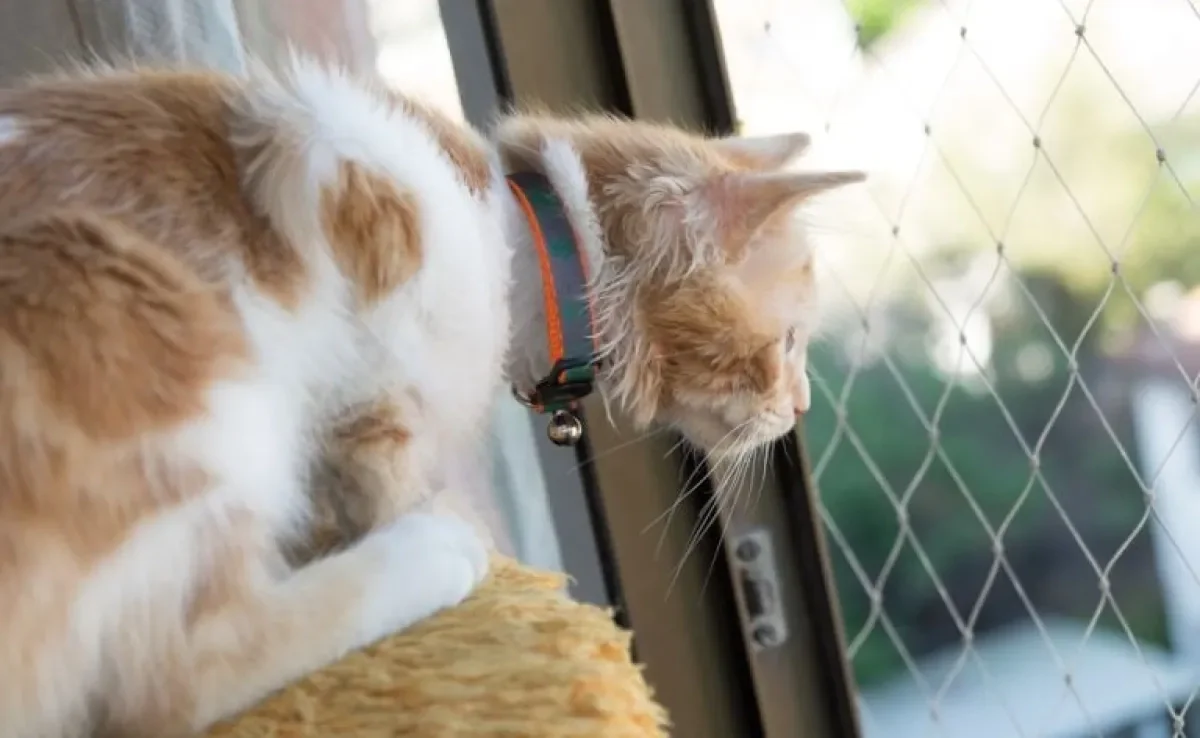 A tela de proteção para gatos é fundamental para garantir a segurança do seu pet.