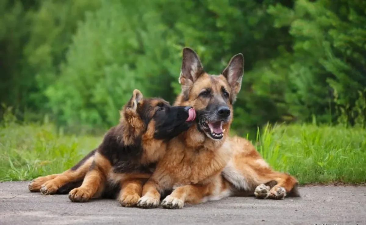 Descubra qual é a melhor forma de identificar em qual fase da vida o seu cachorro está