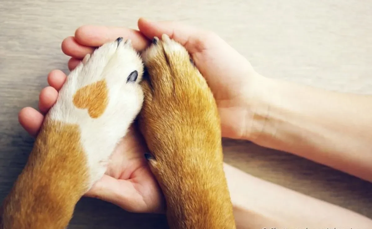 Três "mães de pet" falam como superaram esse momento
