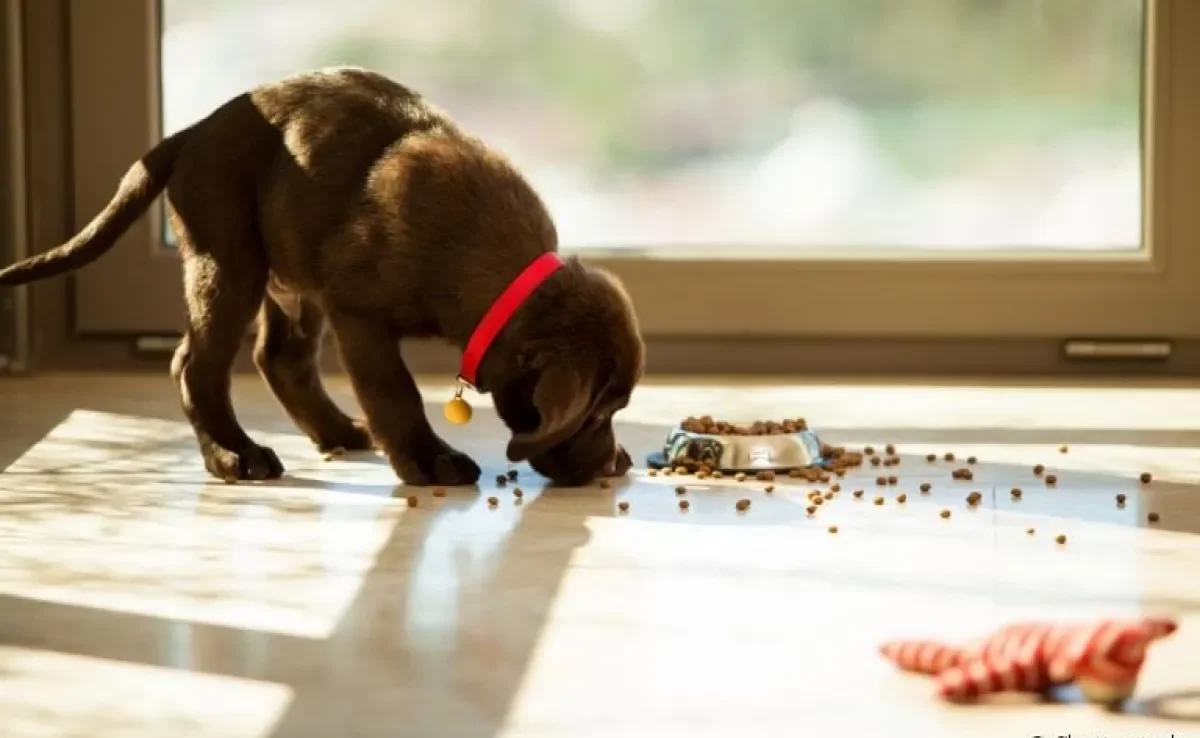Descubra qual é a melhor forma de oferecer a ração para seus cachorros filhotes ou idosos