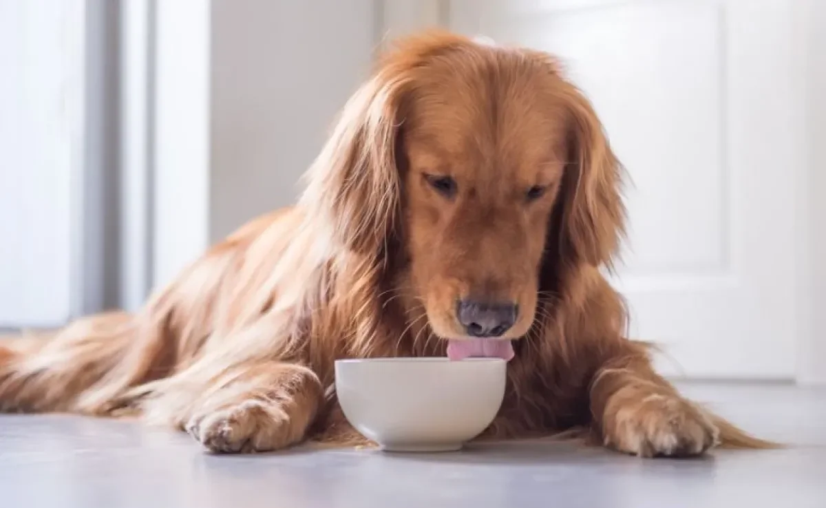 Conheça os tipos de potes para colocar a ração do seu cachorro