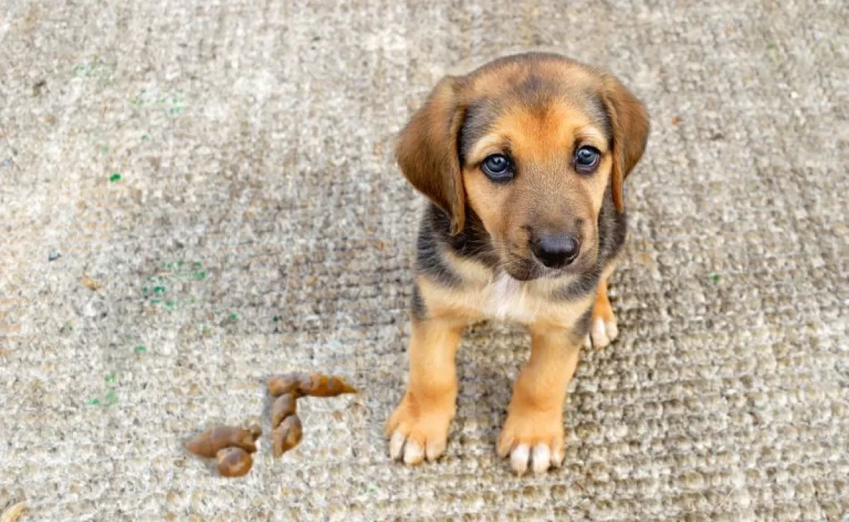 Descubra as razões por trás da prática e como ajudar o seu cachorro a parar de comer cocô