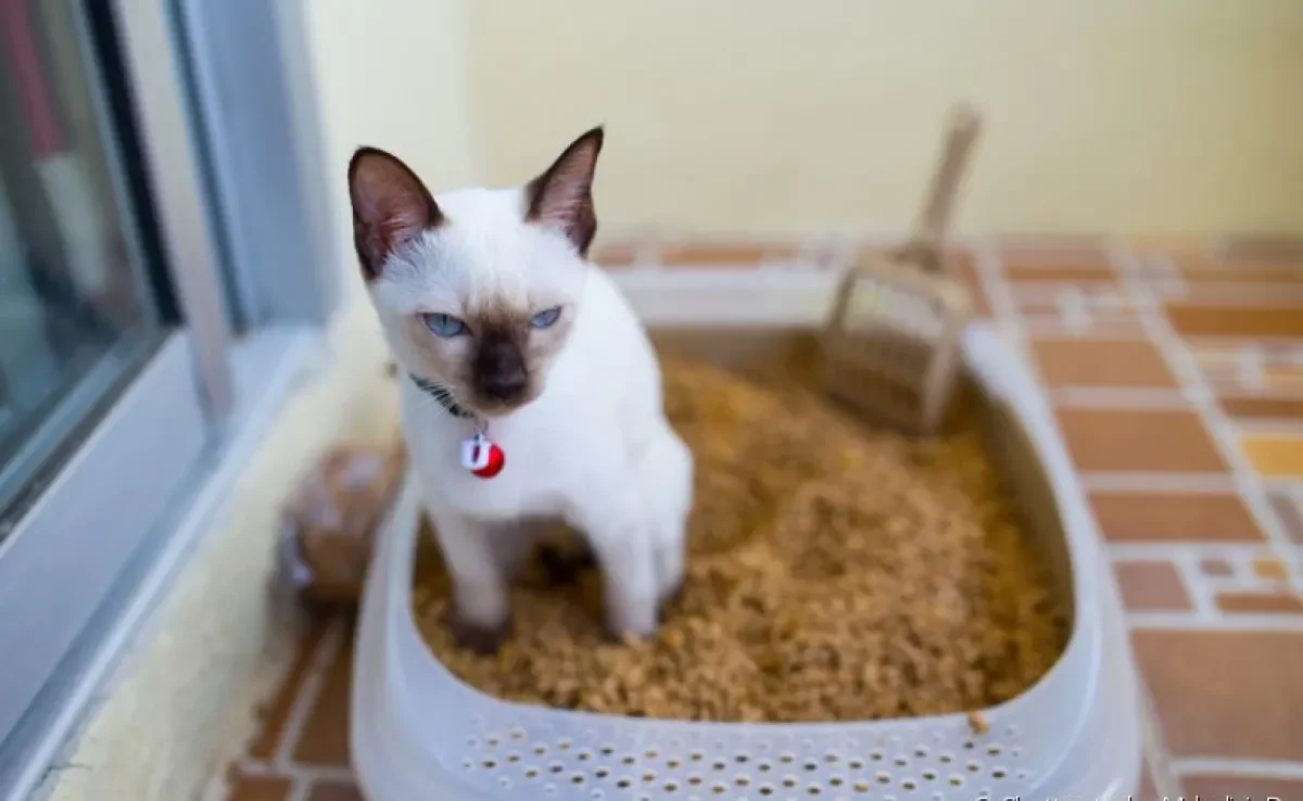 Entenda porque os gatos escondem as fezes