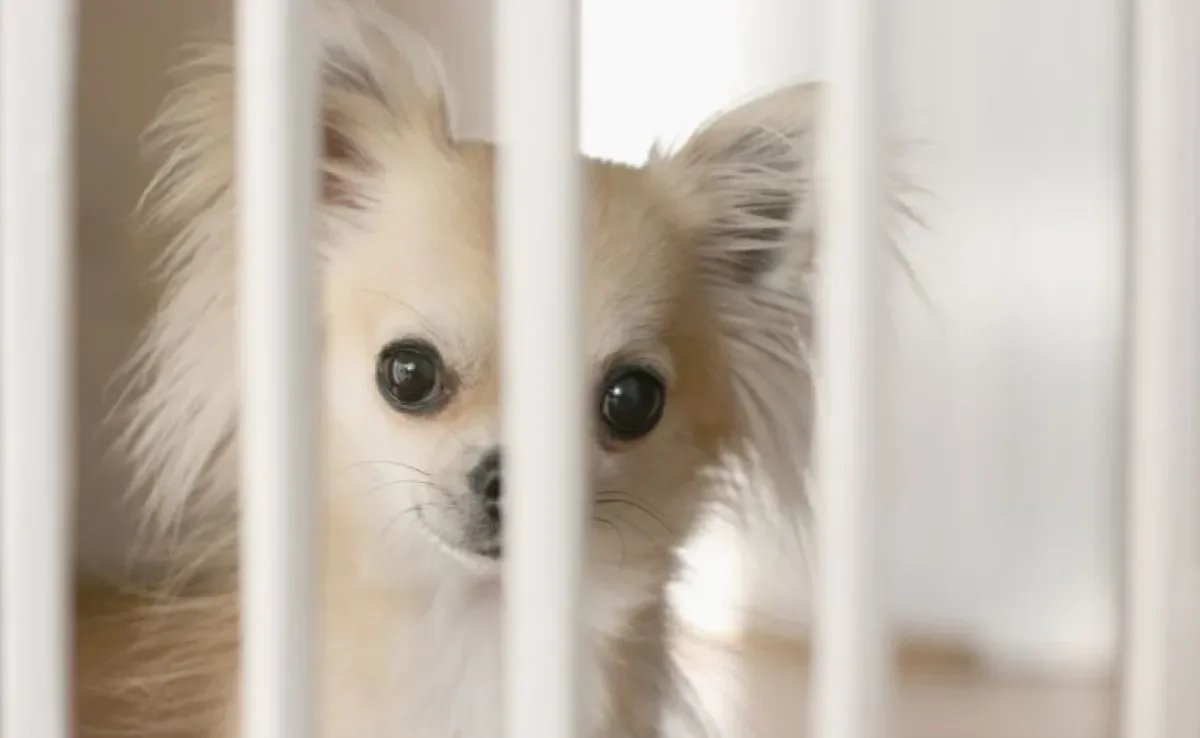 Portão para cachorro pode te ajudar a garantir a segurança e evitar destruições em casa