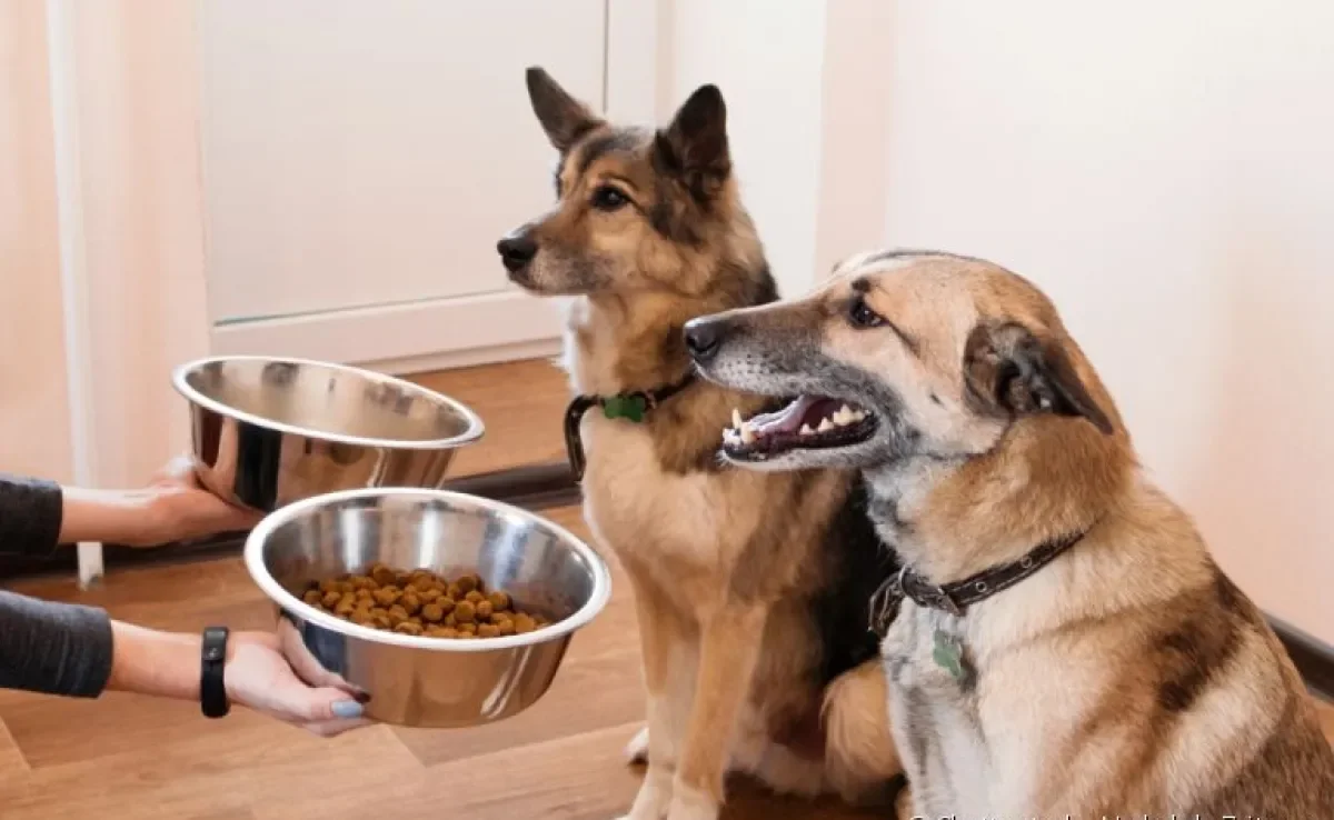 A ração seca pode ficar mais tempo exposta nos potes dos animais, mas pode não ser ideal para cães mais duros.