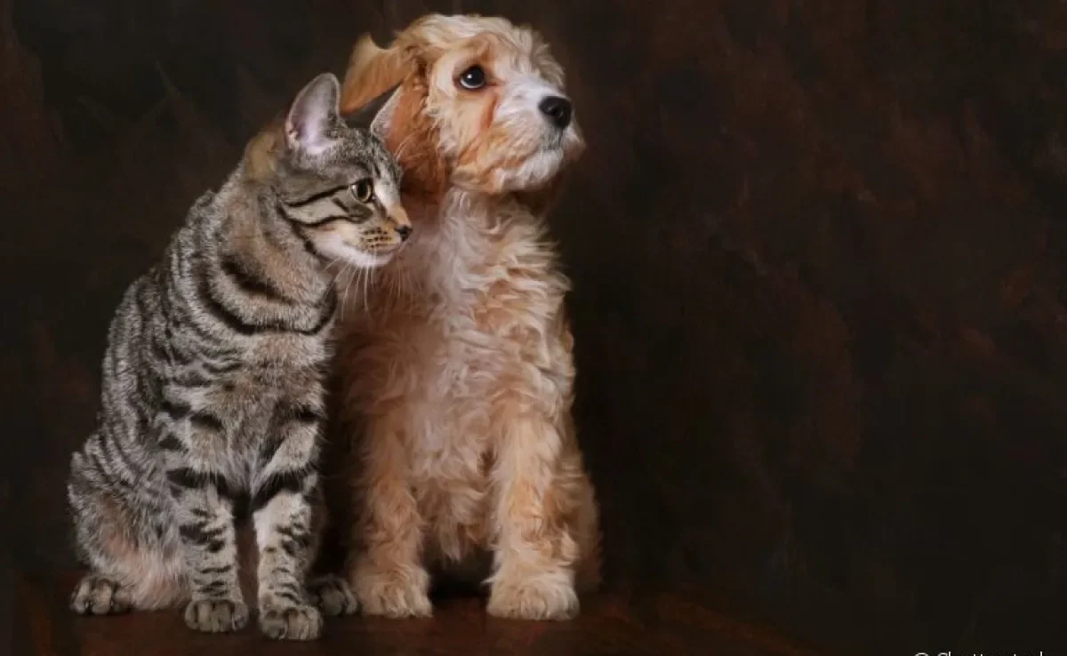 Saiba tudo sobre a sarna em gatos e cachorros