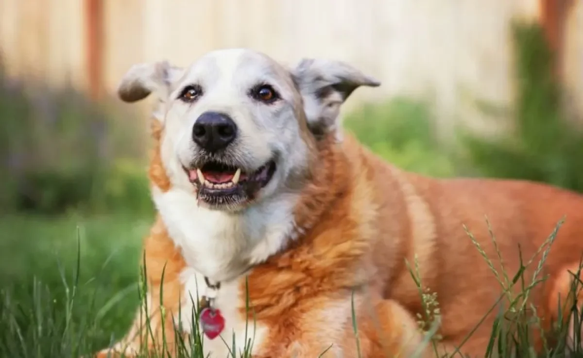 O cachorro idoso precisa de adaptações nos cuidados e as vitaminas, certamente, entram na lista