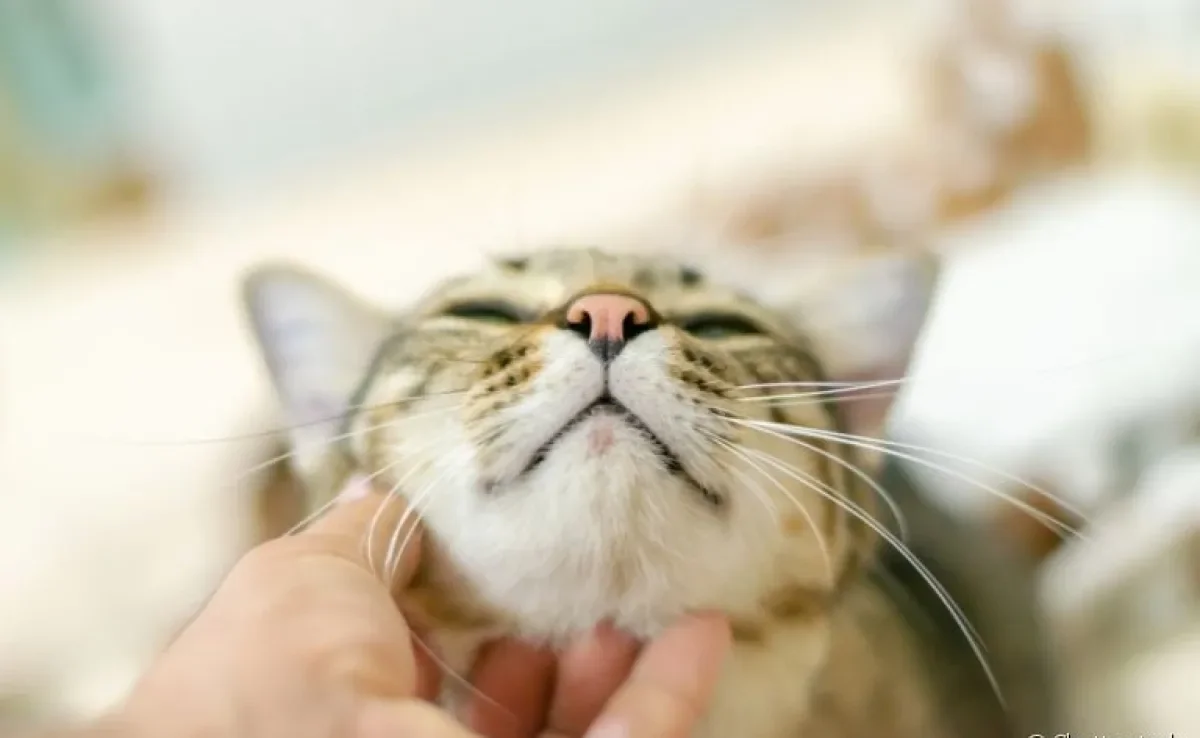 O carinho no queixo é uma das principais formas de procurar a acne felina no seu gato
