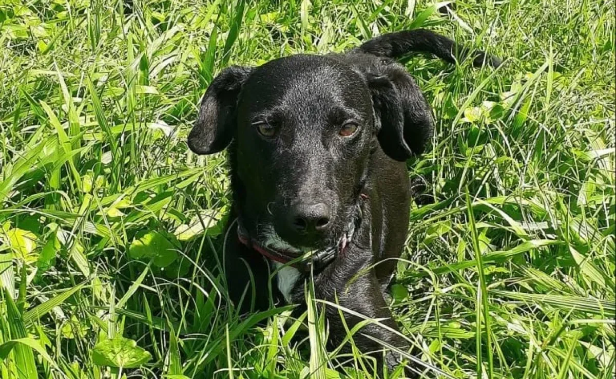 Que tal abrir seu coração para adotar um cachorro vira-lata? 