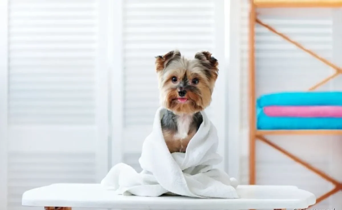 Banho seco é a melhor opção de higienização do animal em dias mais frios!