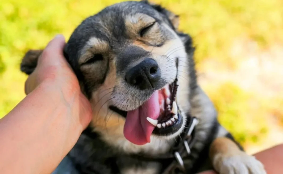 O carinho em cachorro traz benefícios para ele e para você!