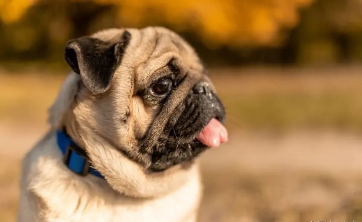  Seu cachorro está com falta de ar? Saiba identificar os sintomas! 