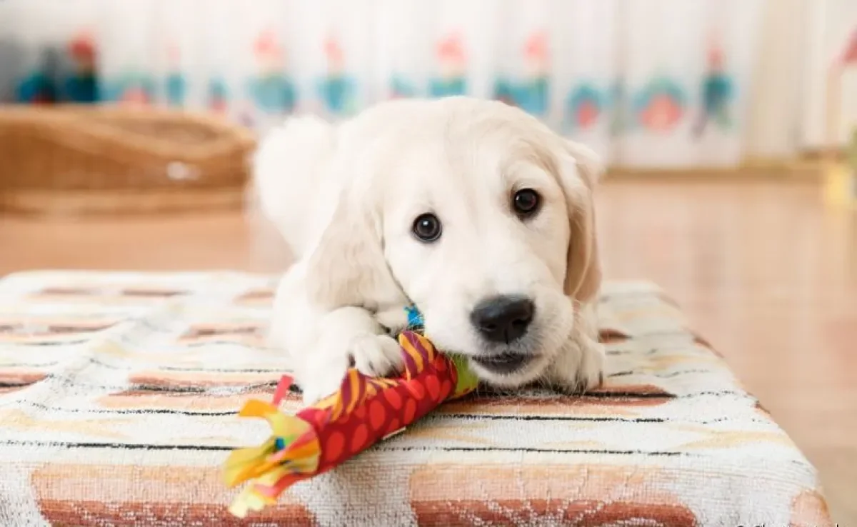 Adotar cachorro filhote também implica em ter que fazer algumas adaptações em casa (e no orçamento)