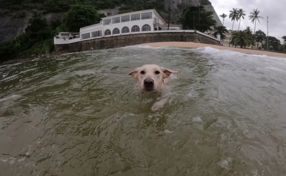  Praia e piscina para cachorro são boas opções de lazer? Dá uma olhada no que esses veterinários falaram sobre isso! 