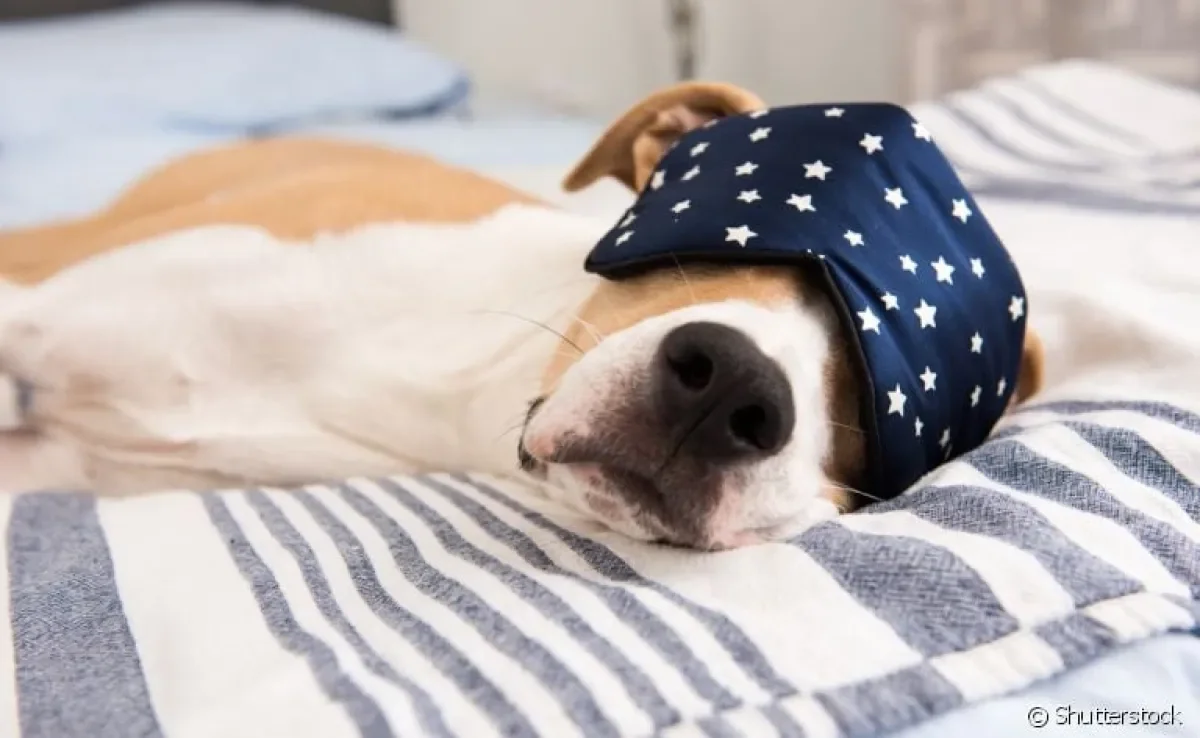 Cachorro dormindo na cama: descubra os prós e os contra da companhia do seu amigo