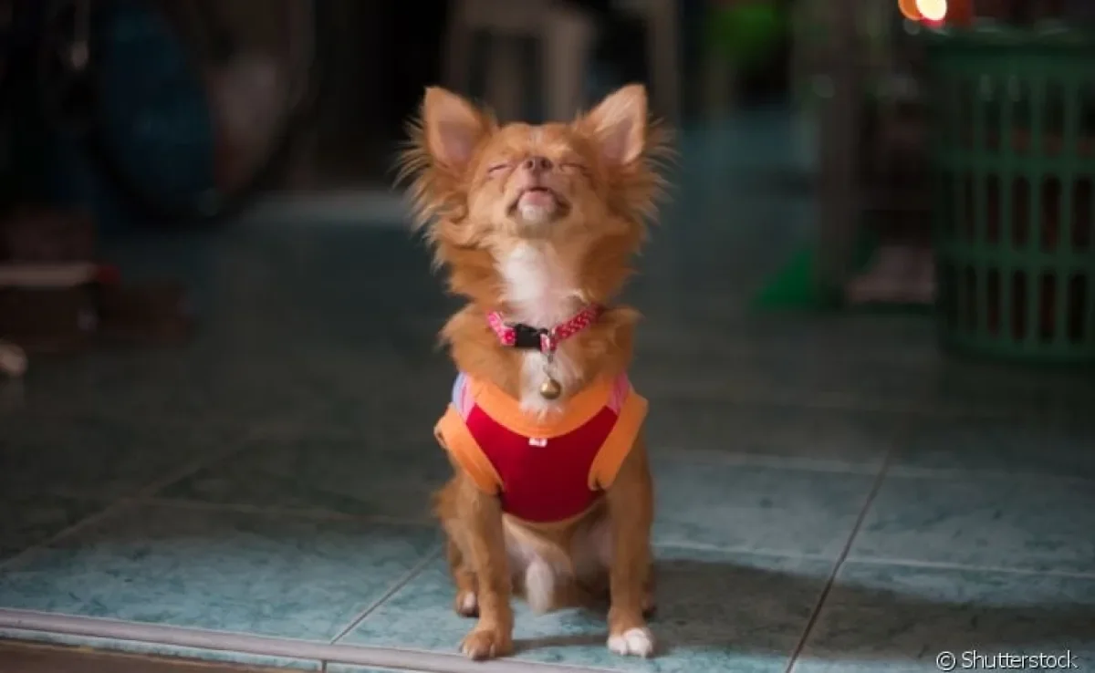 Descubra por que o seu cachorro tem latido mais do que o normal em casa