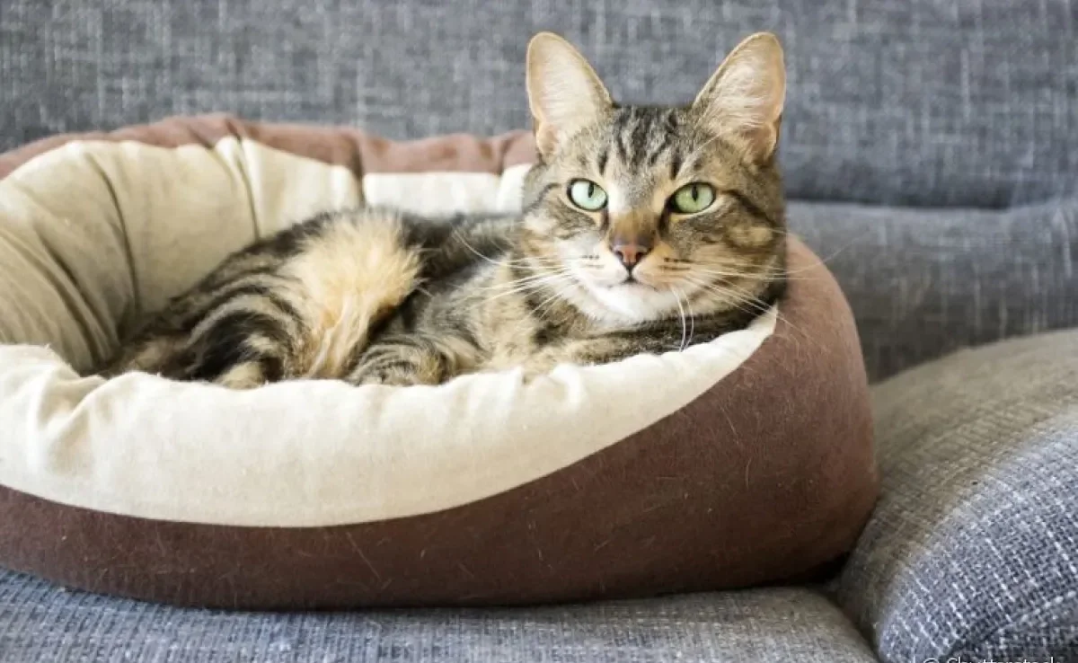 Cama para gato: saiba como escolher a ideal para o seu felino!
