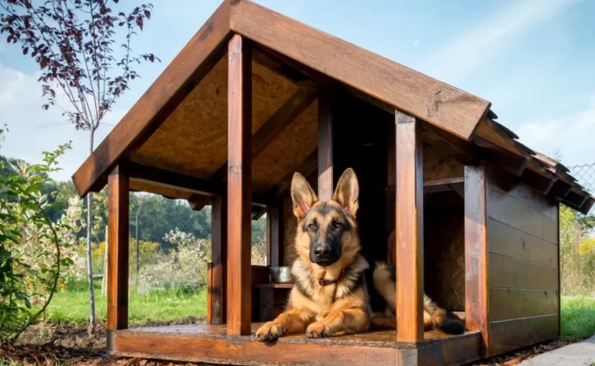 Casinha de cachorro: existem muitos modelos, cores e tipos. Veja como escolher a opção ideal para o seu cãozinho!