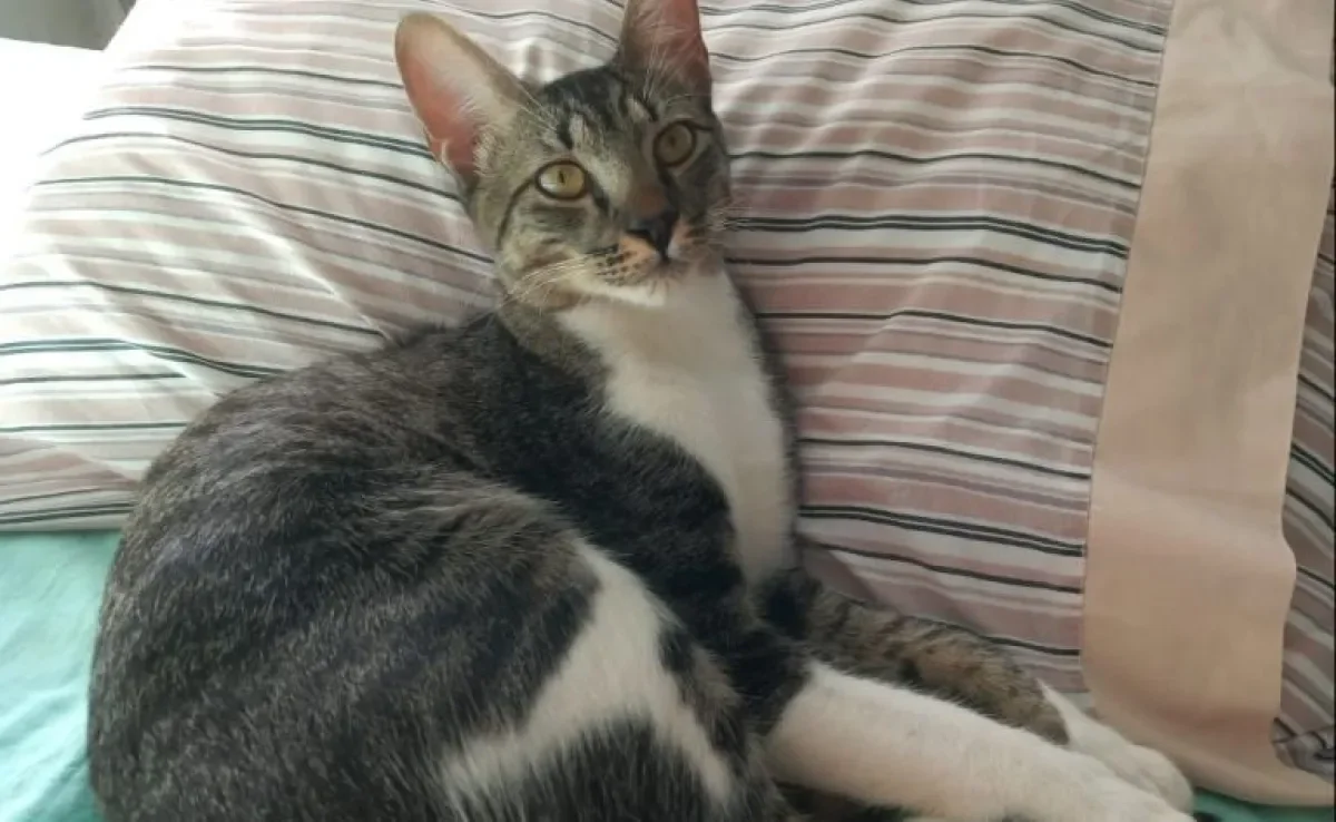 Quais os cuidados com a orelha de gato? Os felinos conseguem fazer toda a sua higiene, mas é preciso atenção com a limpeza da orelha e ouvido.