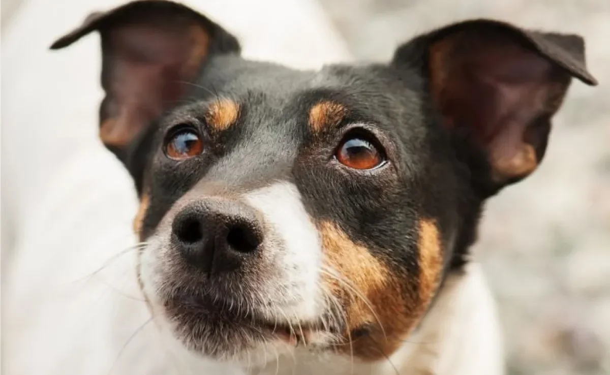 Conjuntivite em cachorro pode ser bem comum. Entenda mais sobre o problema e saiba como cuidar dos olhinhos do seu pet.