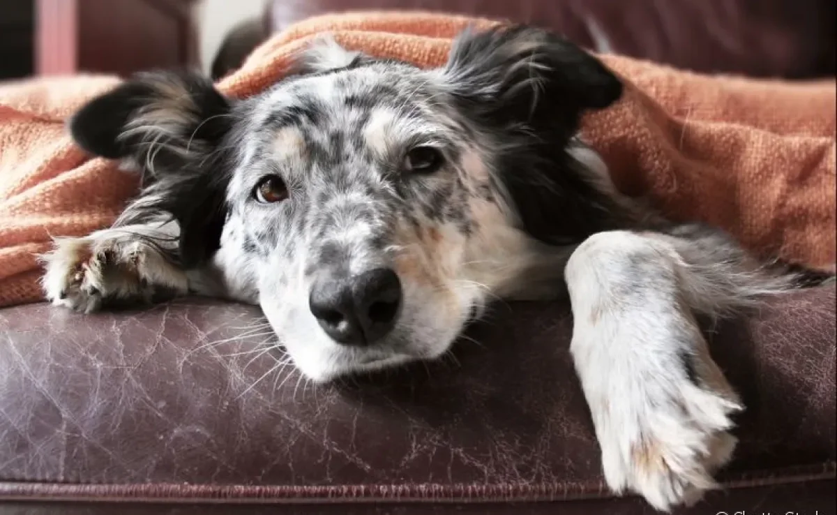 Dirofilariose Canina ou Verme do Coração: a doença pode ser fatal para os caninos. A prevenção é essencial!