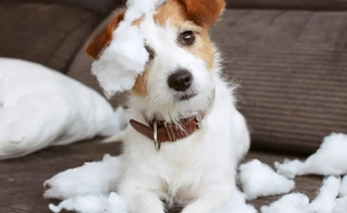 Saiba como usar os florais para ajudar o seu cãozinho!