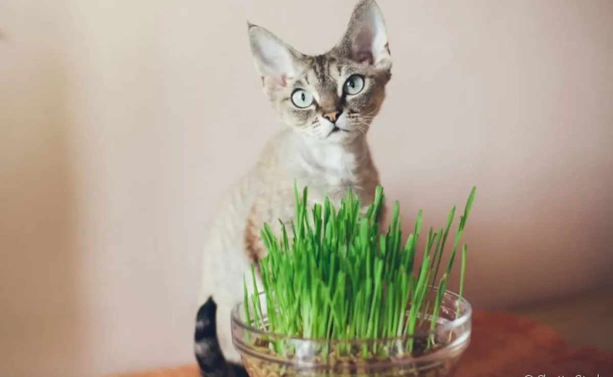 Grama para gatos: os felinos amam e esse comportamento traz alguns benefícios à saúde!