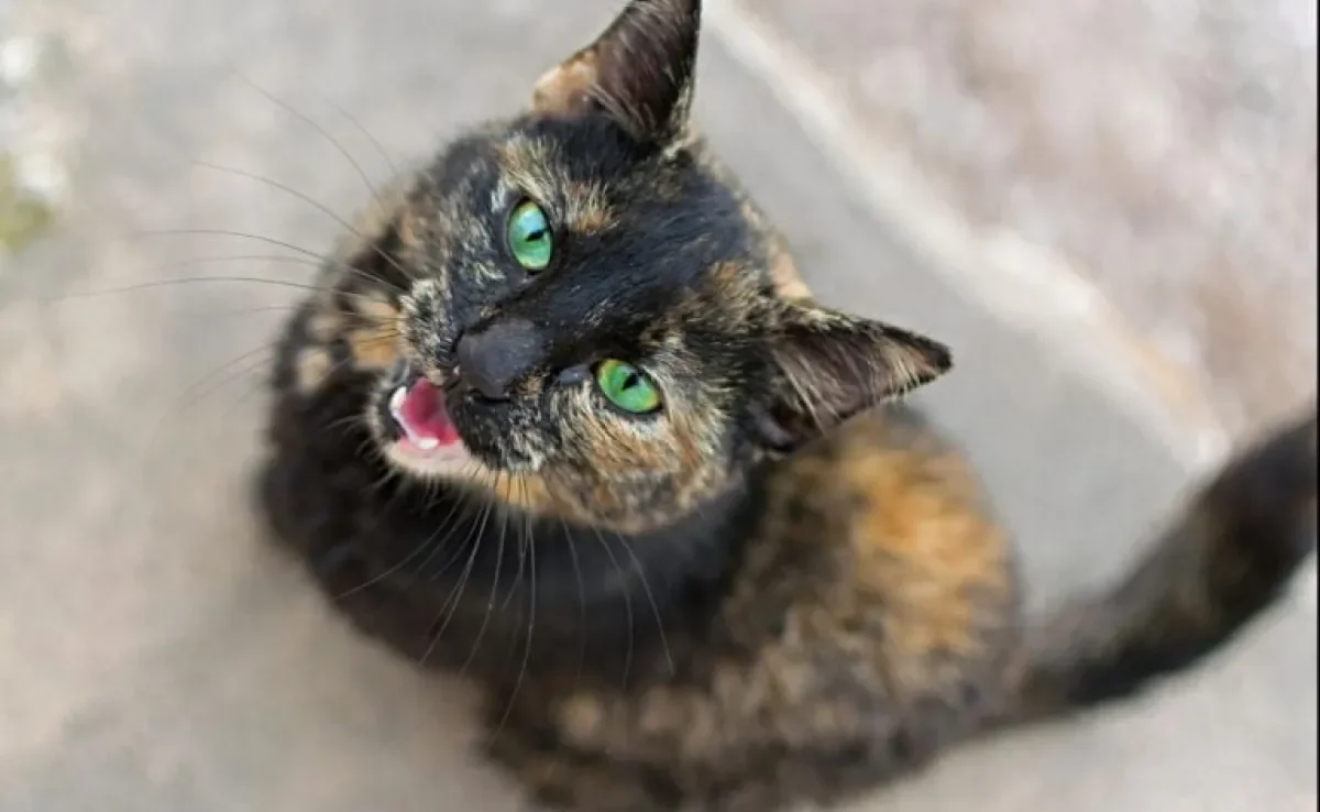 Leucemia felina: essa doença é bem comum nos gatinhos. Saiba como prevenir e quais os sintomas mais comuns.