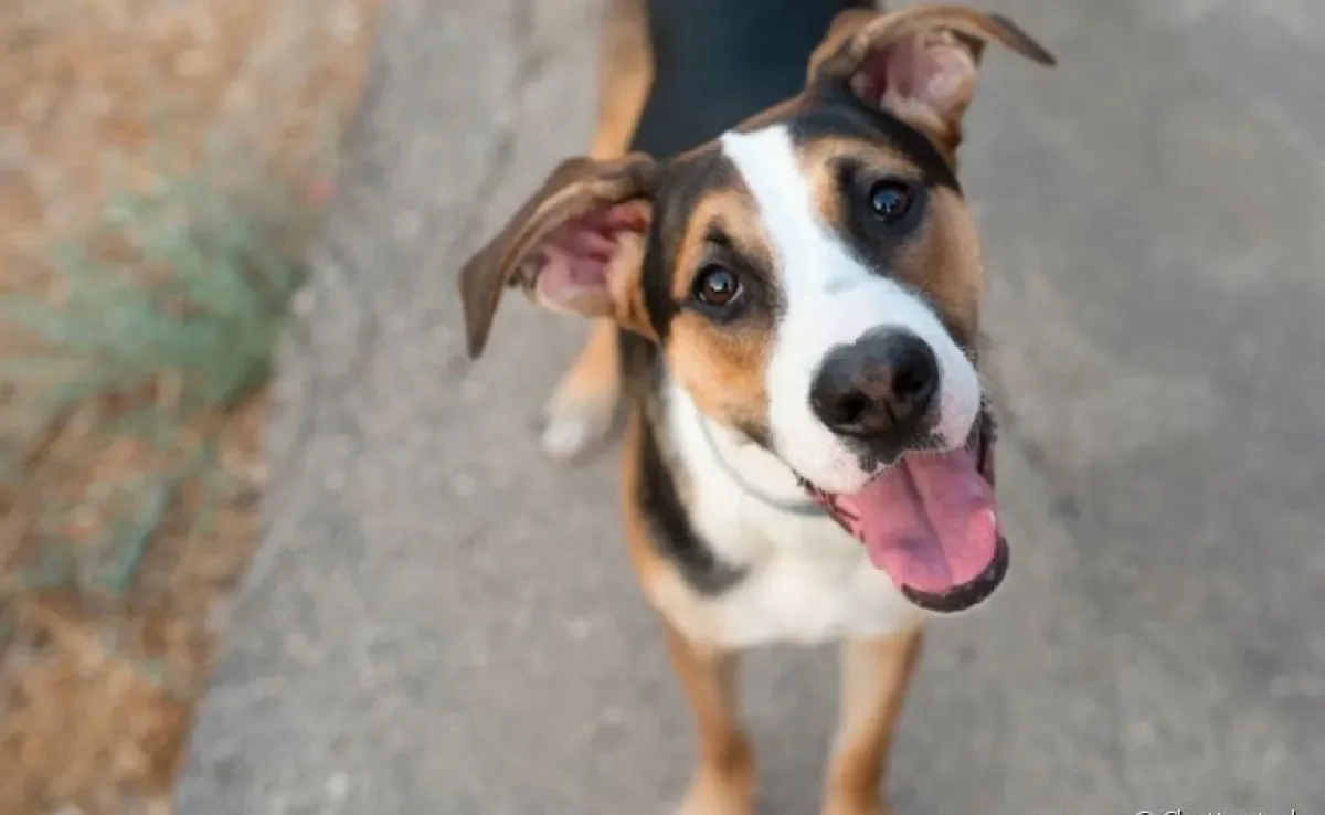 Conheça as principais características dos cachorros dominantes e submissos