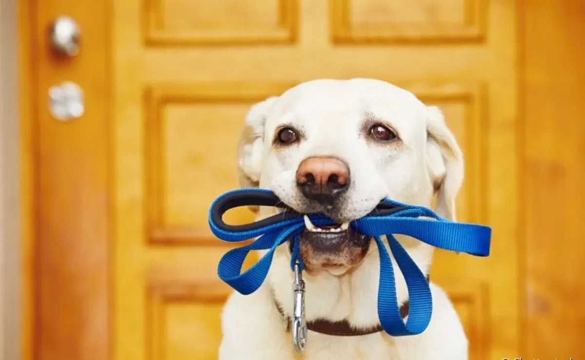 Passear com cachorro pode trazer muitos benefícios para a saúde e qualidade de vida do animal
