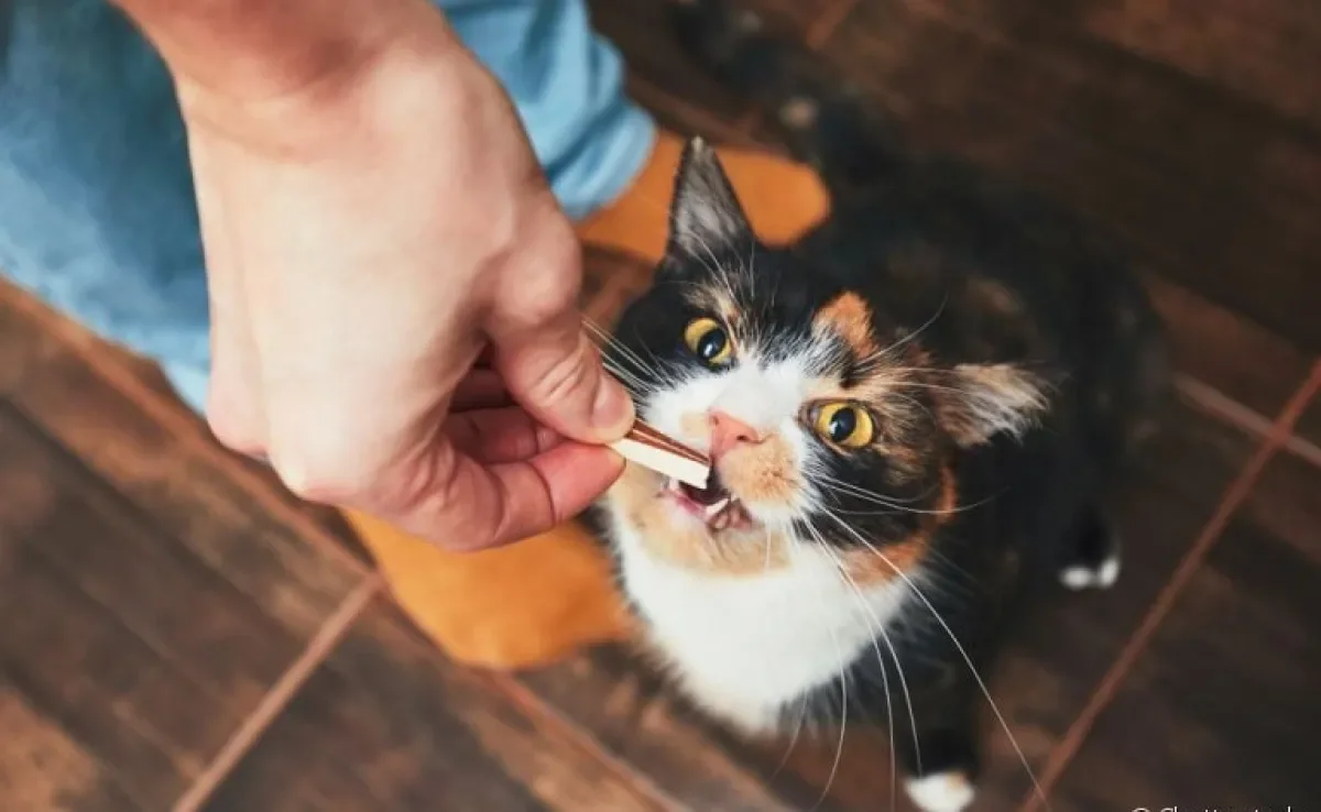 Petiscos de gato podem fazer o dia a dia do seu amigo bem mais feliz